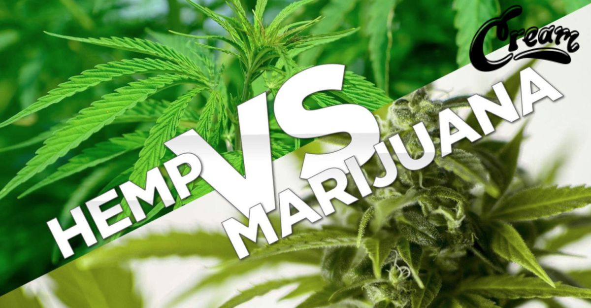 Hemp VS Marijuana: Clearing up the Confusion
